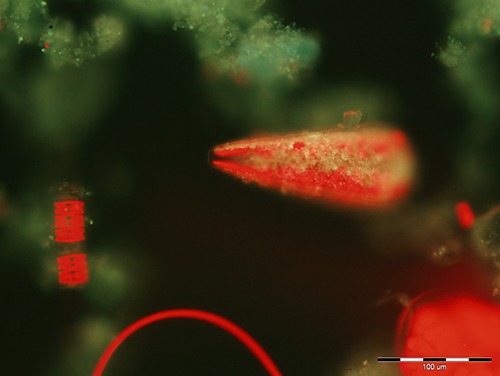 1. ábra Az üledékfelszínen élő kovamoszatok és fonalas algák képe speciális mikroszkópban (az algasejtek vörös színnel emelkednek ki a háttérből, amelyet üledékszemcsék alkotnak)