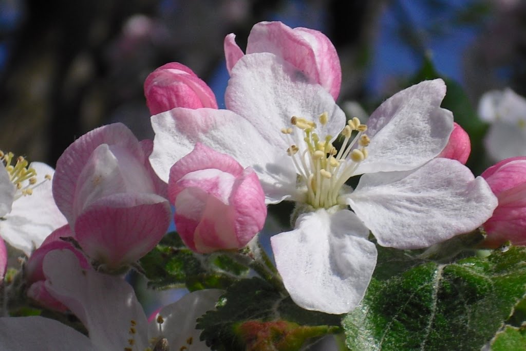 almafa-virág