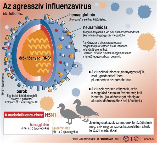 madarinfluenza