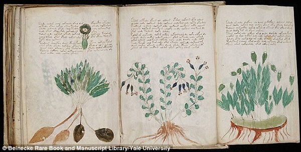Stephen Bax, a Bedfordshire Egyetem nyelvész professzora dekódolt a Voynich-kéziratban szereplő jó néhány szót és először ő azonosított növényeket.