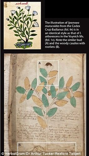 A  Voynich kéziratnak ez az illusztrációja megegyezik a mexikói Ipomoea Muricoides ábrázolásával, amely a Codex Cruz-Basiarnus Kódexben szerepel.