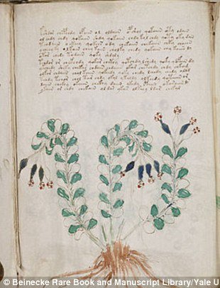  Amerikai botanikusok szerint, a Voynich kéziratban illusztrált 303 növényből legalább 37 Dél-Amerikában termesztett.