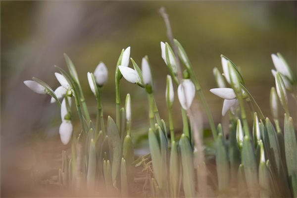 Hóvirág nyílik egy soproni kertben 2015. január 10-én. A városhoz közeli Fertőrákoson 19,7 Celsius-fokkal megdőlt az országos melegrekord. A korábbi legmagasabb hőmérsékletet, 17,4 fokot ezen a napon 2007-ben Tatán mérték. MTI Fotó: Nyikos Péter