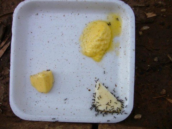 A hangyák is a vajat választják, a margarint érintetlenül hagyják