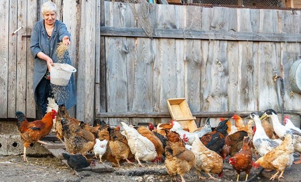Bözsi néni csirkéi és a madárinfluenza vakcina