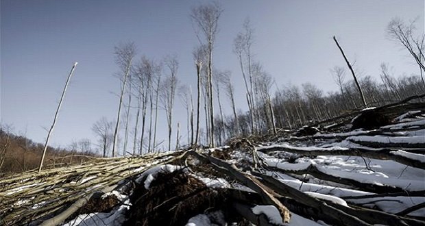 S.O.S. Bajban az erdő! – Még korlátozzák az erdőlátogatást a Börzsönyben