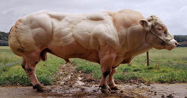 Évtizedek óta valóság- Gigantikus méretű génmutációs szarvasmarhák