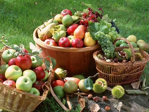 Szerzetesrendek a hazai gyümölcsfajták megőrzéséért