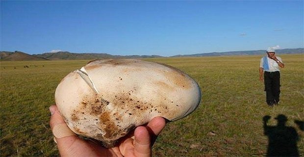 Szabadesés: Kőbálna tojás Mongóliából