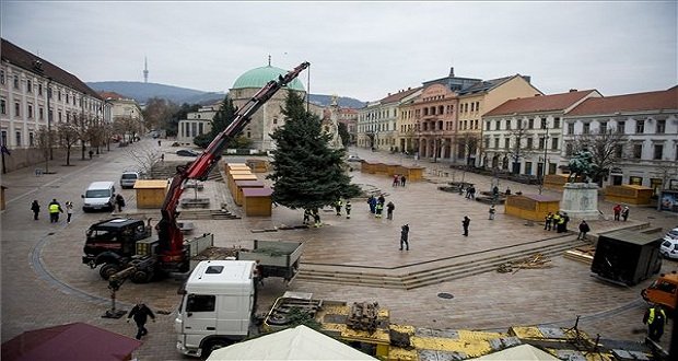 Felállították Pécs karácsonyfáját