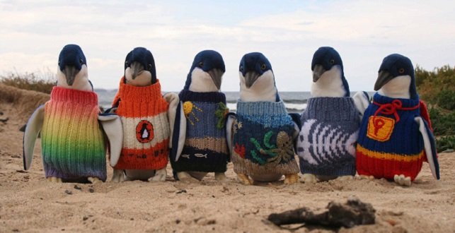 Pingvinek pulóverben