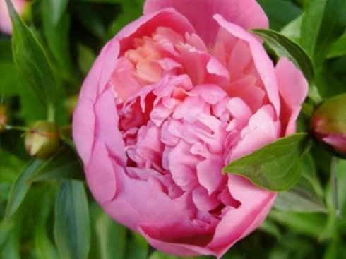 Virágcsoda: Pünkösd rózsája