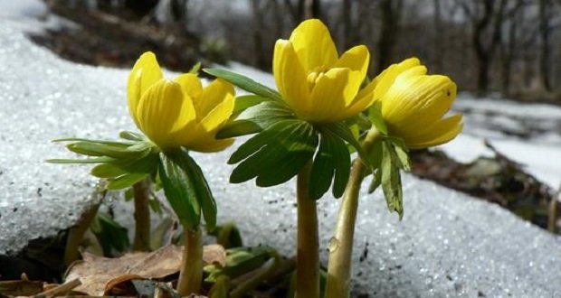Virágzik a téltemető Szatmárban