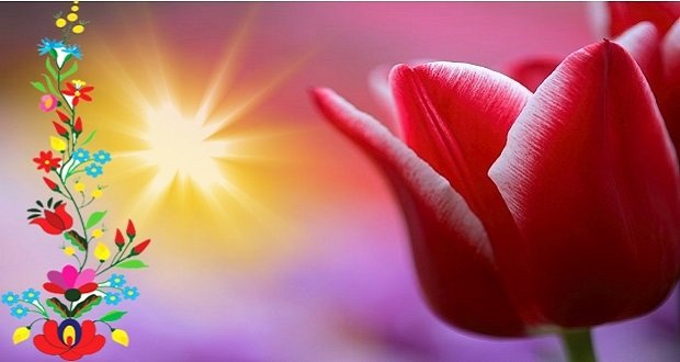 Tulipán több, mint ősi női jelkép